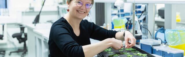 ERC grant aitab välja selgitada, miks on taimelehtede ülemine ja alumine külg erinevad