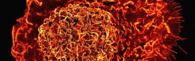 Uus universaalvaktsiin kaitseb hiiri mitme haigustekitaja eest