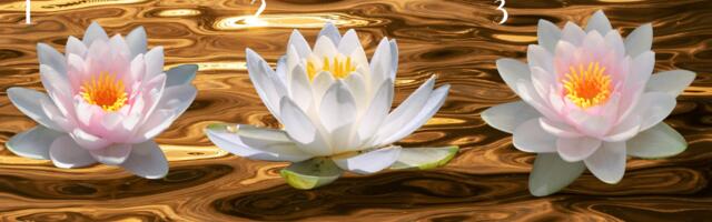 Test: vali üks lootoseõis ja saa teada, millist sõnumit elu sulle praegu saadab