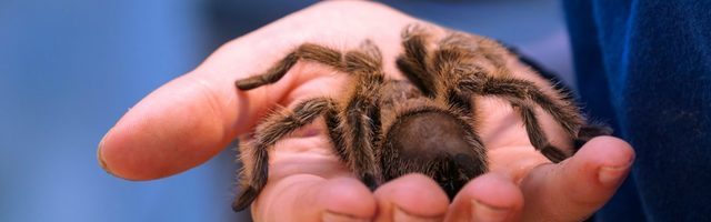 Terapeut Kadi Kütt: Ainus tee hirmust jagusaamiseks on minna hirmust läbi