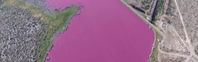 VIDEO | Toksiline reostus värvis Argentiina laguuni erkroosaks
