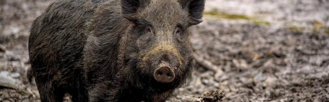 ULUKID | Metssead jäid vähem pildile