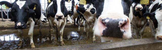 Leedu veterinaaramet: uusi sinikeele juhtumeid ei ole lisandunud