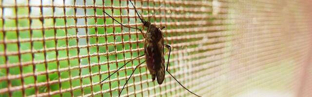 Islandilt leiti esmakordselt sääski