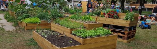 Uuring: pealinna kogukonnaaedades kasvanud toit on söömiseks ohutu