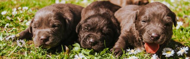 Illegaalne kutsikakaubandus on tõusuteel ja suurendab marutaudi leviku riski