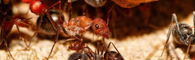 MRAV OD 190 EVRA META KRIJUMČARA, BIZNIS IM BUKVALNO LETI U NEBO! Lovci na matice opsedaju rojeve velikih crvenih insekata, mužjaci ih ne zanimaju, evo i ZAŠTO