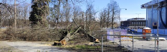 Jätkuvad arheoloogiliste uuringute ettevalmistused Siuru asukohas