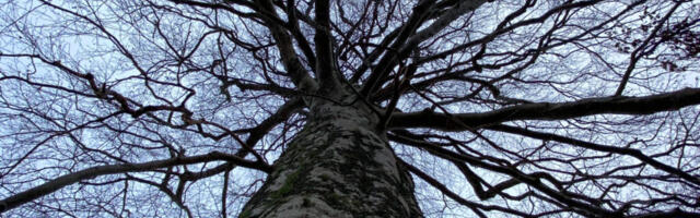 Reigi pöök jäi Euroopa puu valimisel tahaplaanile