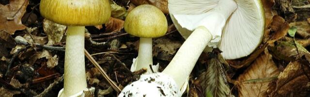 Hea seeneaasta toob kaasa rohkelt mürgistusi