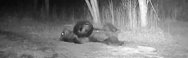 VIDEO | Milline graatsia! Harjumaa karu tegi rehviga „joogat“