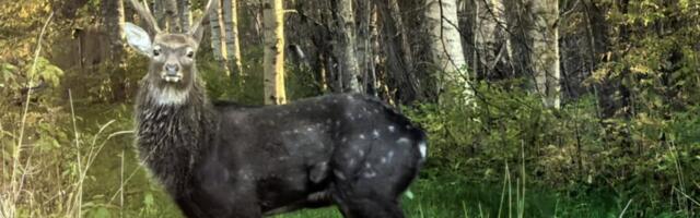 FOTO | Ohtlik võõrliik: Pärnumaal püüti pildile tähnikhirv