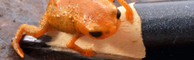 Brasiilias avastati konn, kes mahub pliiatsi otsale. Talle anti nimi riigi presidendi auks