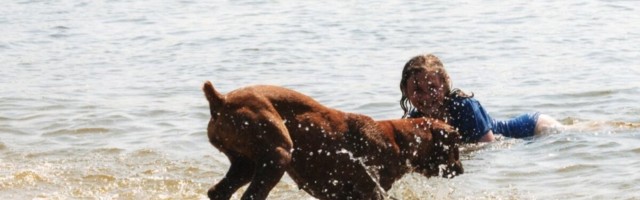 Doktoritöö: bokserite sagedast südamehaigust saab paremini avastada