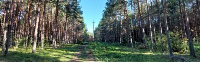 Kliimaministeerium soovib kehtestada tasu metsade raadamisele