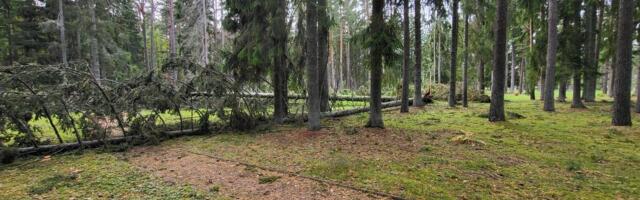 Oru pargis algab murdunud ja kuivanud puude koristus