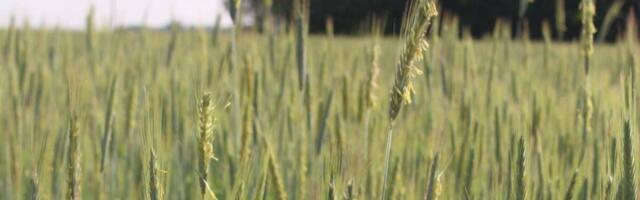 Kohalikud sordid – meie kultuuripärandi kandjad