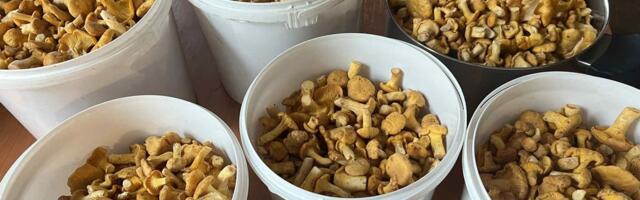 Seenehooaeg algas tänavu varakult