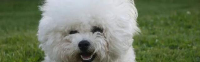 Тысячи злотых компенсации и 5 тысяч штрафа: в Польше все чаще судят владельцев питомцев за лай Тысячи злотых компенсации и 5 тысяч штрафа: в Польше все чаще судят владельцев питомцев за лай