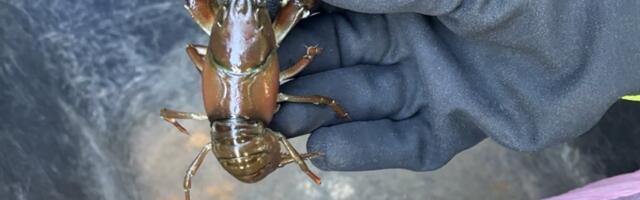 Tabati mees, kes tahtis müüa Euroopas keelatud signaalvähke