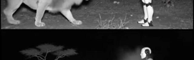 Рискованный эксперимент обошелся ведущей ИИ-компании в полмиллиона долларов