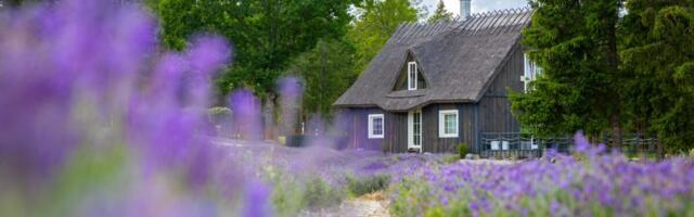 Hiiumaa lavendlitalu omanik otsib juba aasta aega ostjat. „Me ei müü talu lillepeenraks“