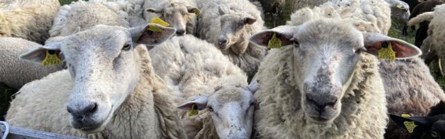 Lambakasvataja sügis: hundid söönud, lambad söödud