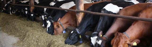 Riik toetab 1,5 miljoniga bioohutusmeetmeid suu- ja sõrataudi ennetuseks