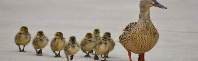 Tartus tühjaks pumbatud Vanemuise tiik ajas pardiema segadusse, pardipojad jäid emata