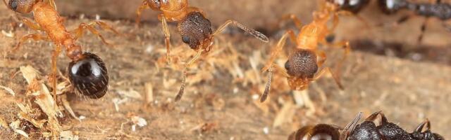 Jaapanist leiti ainulaadne sipelgaliik, kus pole ei isaseid ega töösipelgaid