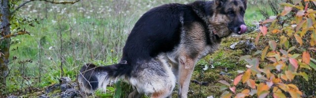 Piret Tali: koerasitt peaks ikka biolaguneva jäätme konteinerisse minema, mitte üldprügisse
