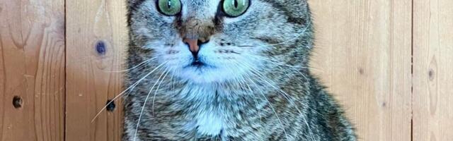 Selle nädala staar on Gus Viljandi varjupaigast