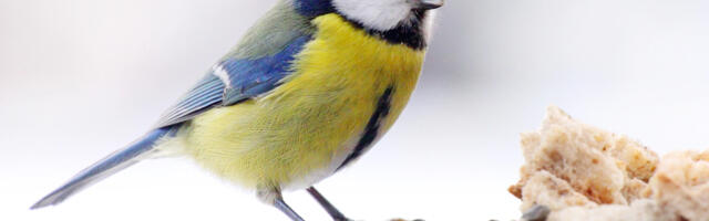 Kõigile aiasõpradele: täna algab üle-eestiline talvine aialinnuvaatlus