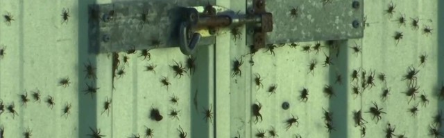 Reporter: Tuhanded ämblikud on roninud mööda aeda üles! Mille või kelle eest nad põgenevad?