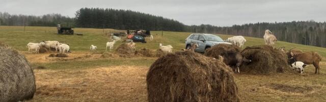 Kohus mõistis kitsetallede surma põhjustanud loomapidaja tingimisi vangi