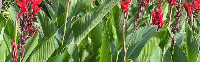 Kolm toataime suvelillepeenrast