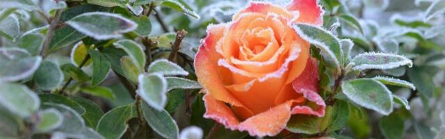 SAMM-SAMMULT | Võidab see, kel roosid veel talveks katmata