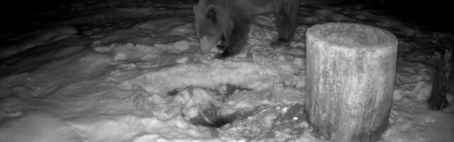 Üha rohkem karusid on taliuinakust ärganud