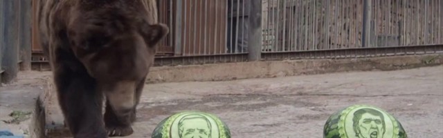 Reporter: Trump või Biden? Mida ennustavad loomad?