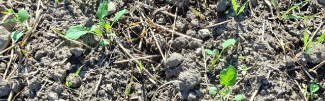 Nädal põllul: talirapsi sügisene väetamine ja kahjustajad