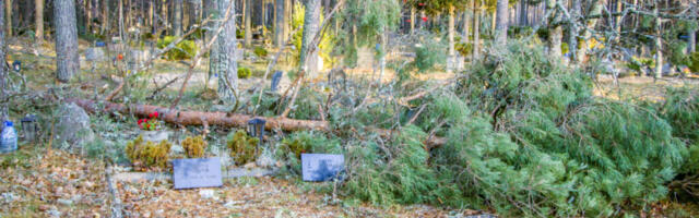 Torm langetas Haapsalu metsakalmistul puid