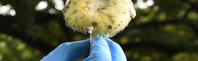 Austraalia naine mõisteti süüdi kolmikmõrvas, mis viidi läbi mürgiste seentega