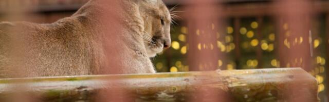 KÜSITLUS | Kas Võrumaa puuma tuleks kinni püüda?