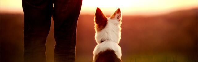 Ainult need, kes on oma koera kaotanud, teavad, kui suur on see valu