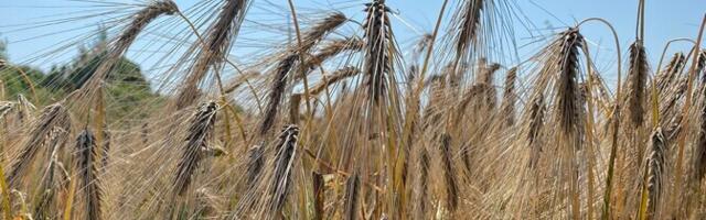 Põllukultuuride metsikud eellased olid koondunud arvatust väiksemale alale
