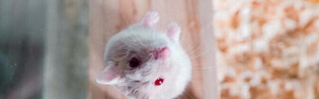 Uuring: trenn paneb hiirtel pea kiiremini tööle