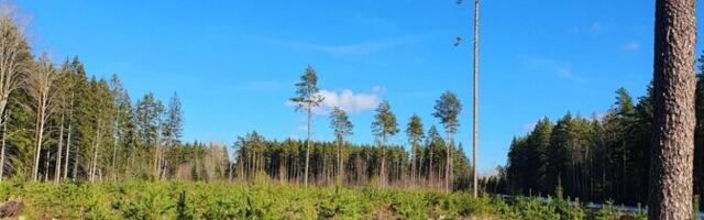 Silmale nähtamatud abilised kaitsevad mändi