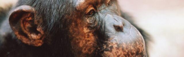 Šimpansid kasutavad sama sõjalist taktikat, mis inimesed