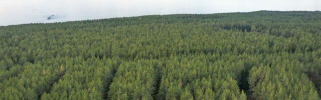 RMK avalikustas puidumüügi kestvuslepingud