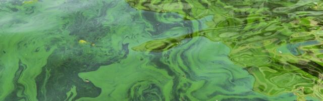 Soomes on sinivetikad kohal ja neid on varasemast rohkem